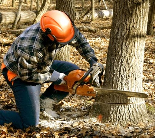 Tree Removal in Ola, ID